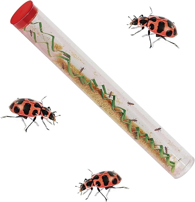 Insect Lore Bug Camp Bundle - Butterfly Kit with 5 Live Caterpillars, Ladybug Land with 1 Tube Live Larvae, Ant Mountain with 1 Tube Live Western Harvester Ants - Bonus Life Cycle Figurines & More