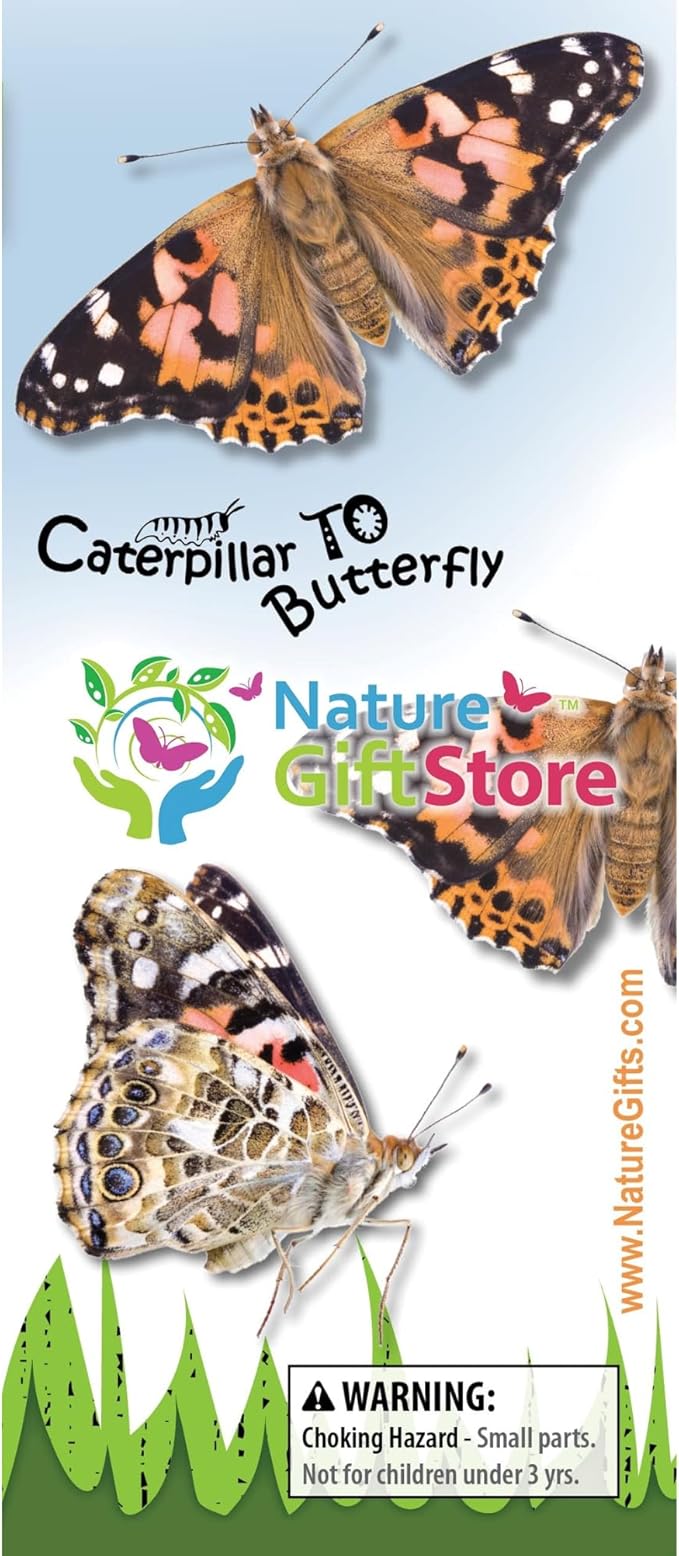 32 Live Caterpillars Shipped Now: Butterfly Kit Refill for School Sized Kit with Extra Larva Rearing Supplies and 32 Little Cups by Nature Gift Store