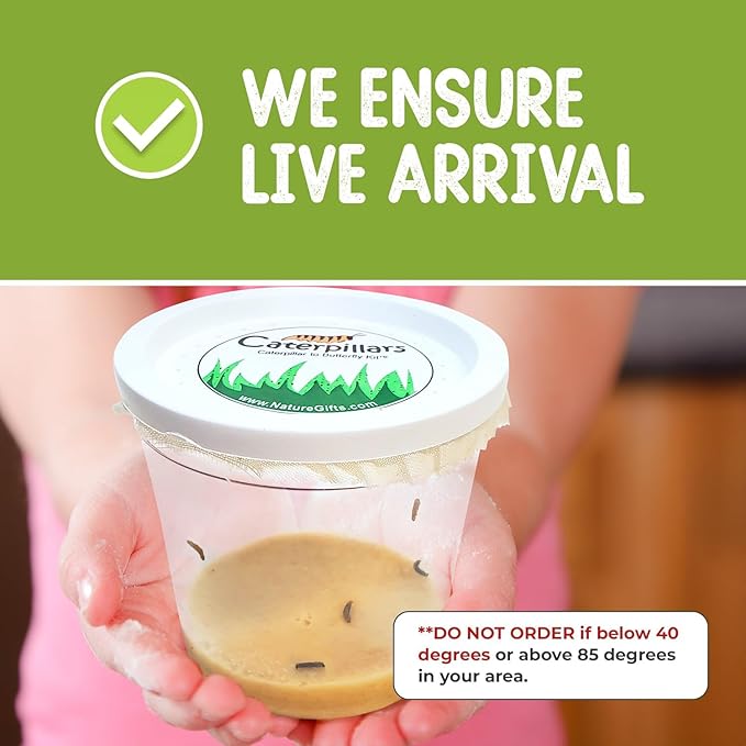 32 Live Caterpillars Shipped Now: Butterfly Kit Refill for School Sized Kit with Extra Larva Rearing Supplies and 32 Little Cups by Nature Gift Store