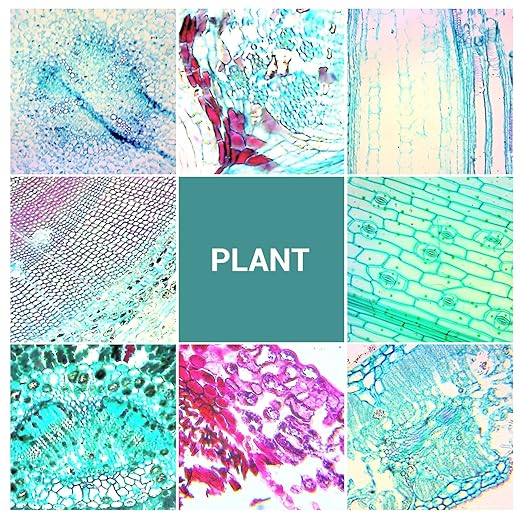 100 Microscope Slides with Specimens for Kids and Adults, Prepared Microscope Slides with Plants Animals Insects for Students Homeschool Edu